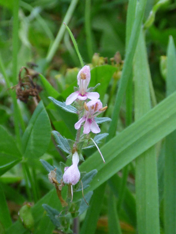 Odontites vernus